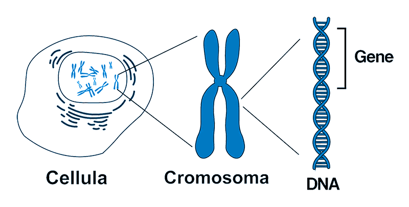 schema cromosoma e molecola